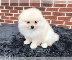 Miniature Spitz Puppy for sale in DAWSONVILLE, GA, USA