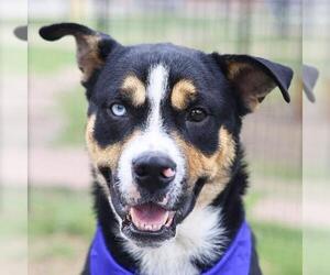 Australian Shepherd-Unknown Mix Dogs for adoption in San Antonio, TX, USA