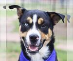 Small Australian Shepherd Mix