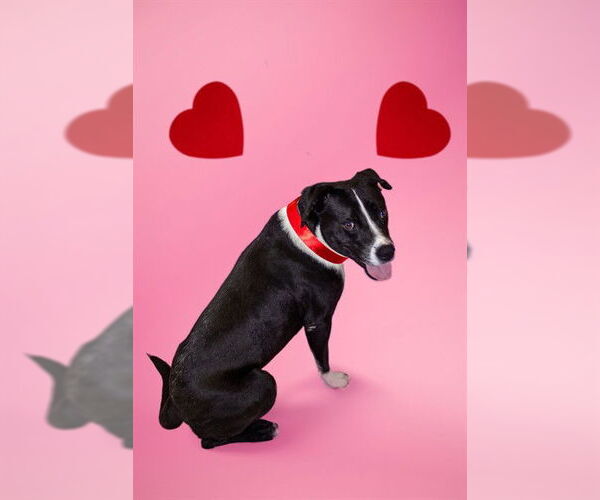 Medium Photo #2 Black Mouth Cur Puppy For Sale in Corpus Christi, TX, USA