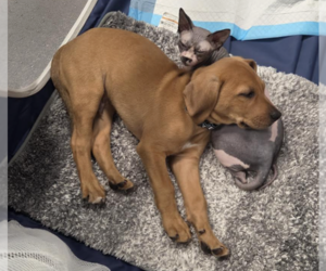 SAVANNAH'S LITTER: JAKE PERALTA - Male Labbe Dog for Adoption - Photo #6