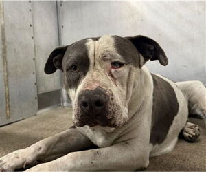 Medium American Pit Bull Terrier