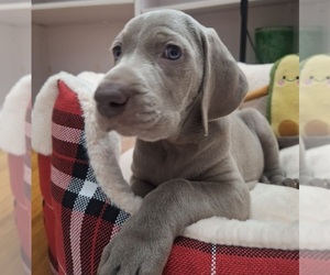 Weimaraner Puppy for sale in Astana, Astana Qalasy, Kazakhstan