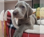 Small Weimaraner