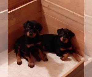 Rotterman Puppy for sale in LORE CITY, OH, USA