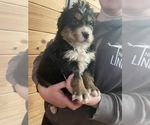 Small Photo #7 Bernese Mountain Dog Puppy For Sale in FRANKTOWN, CO, USA