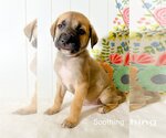Small Photo #2 Mutt Puppy For Sale in Holly Springs, NC, USA