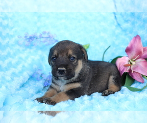 Beagle-Norwegian Elkhound Mix Puppy for sale in SHILOH, OH, USA