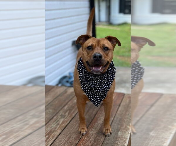 Medium Photo #8 Staffordshire Bull Terrier-Unknown Mix Puppy For Sale in Calhoun, GA, USA