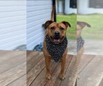 Small #7 Staffordshire Bull Terrier Mix