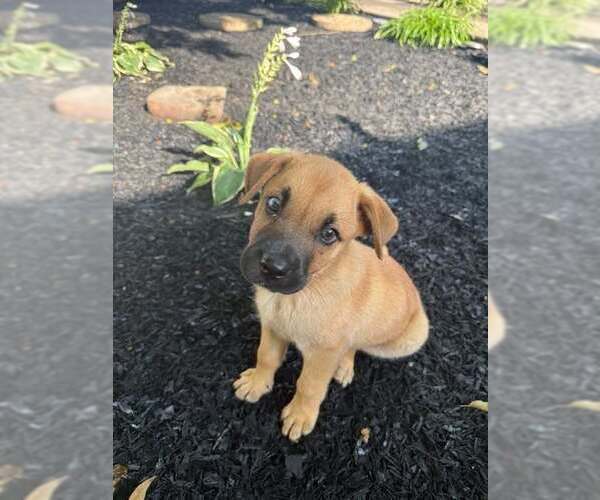 Medium Photo #4 Mountain Cur-Unknown Mix Puppy For Sale in Boston, MA, USA