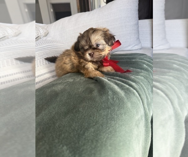 Medium Photo #6 Shih Tzu Puppy For Sale in SAHUARITA, AZ, USA