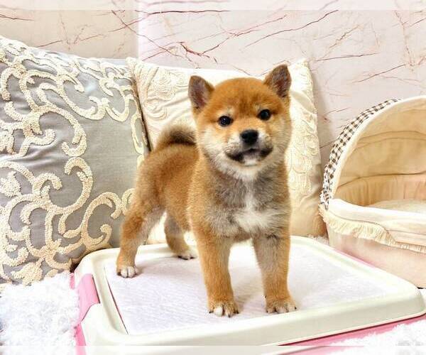 Medium Photo #1 Shiba Inu Puppy For Sale in DALLAS, TX, USA