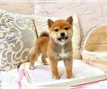 Small Photo #1 Shiba Inu Puppy For Sale in DALLAS, TX, USA