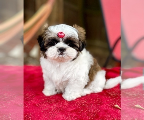 Medium Photo #5 Shih Tzu Puppy For Sale in SUGAR HILL, GA, USA