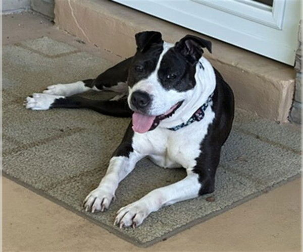 Medium Photo #2 American Pit Bull Terrier Puppy For Sale in Ocala, FL, USA