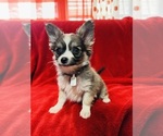 Puppy Jack Papillon