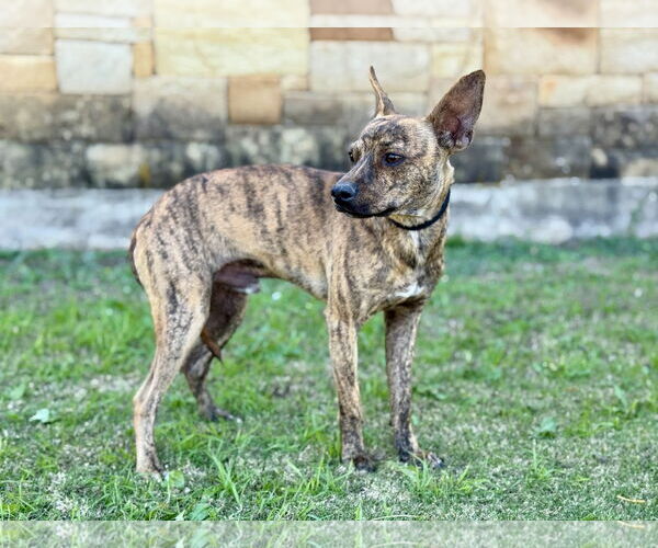 Medium Photo #2 Mutt Puppy For Sale in PIPE CREEK, TX, USA