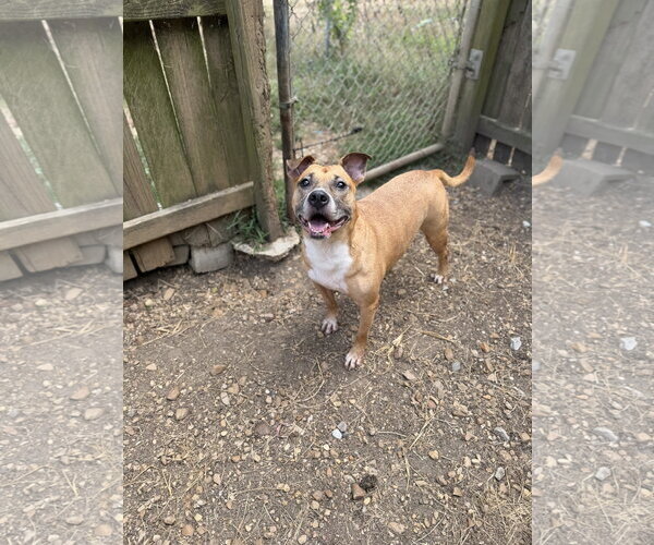 Medium Photo #1 American Staffordshire Terrier-Unknown Mix Puppy For Sale in Jackson, MS, USA