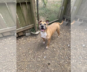 American Staffordshire Terrier-Unknown Mix Dogs for adoption in Jackson, MS, USA