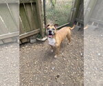 Small American Staffordshire Terrier Mix
