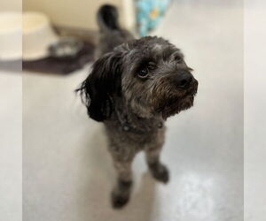 Poodle (Miniature) Dogs for adoption in Rohnert Park, CA, USA