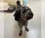 Small Poodle (Miniature)