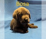 Puppy Bosa RESERVED Labrador Retriever