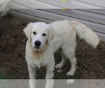 Small Photo #12 English Cream Golden Retriever Puppy For Sale in RINGGOLD, GA, USA