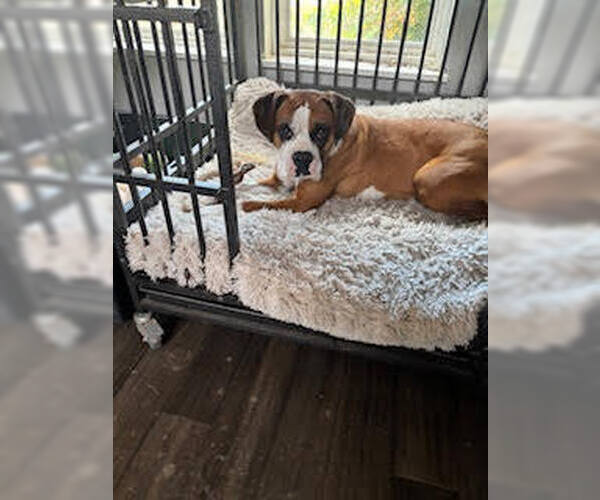 Medium Photo #2 Boxer Puppy For Sale in Austin, TX, USA