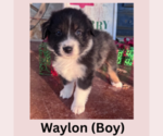Puppy Waylon Australian Shepherd
