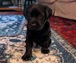 Mister Goose - Male Labrador Retriever Puppy for Sale - Small photo
