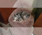 Small #3 Australian Shepherd