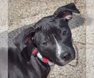 Nyx - Female American Staffordshire Terrier-Unknown Mix Dog for Adoption - Photo #4