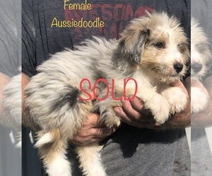 Aussiedoodle Puppy for sale in CLINTON, MO, USA