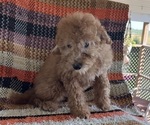 Puppy Puppy 4 Poodle (Miniature)