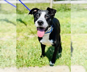 Borador Dogs for adoption in Manahawkin, NJ, USA