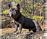 Small Photo #5 French Bulldog Puppy For Sale in LOCUST GROVE, GA, USA