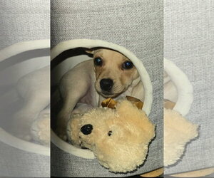 SPONSOR OR FOSTER ME - Mercedes - Female Chihuahua-Unknown Mix Dog for Adoption - Photo #2