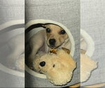 Small Photo #2 Chihuahua-Unknown Mix Puppy For Sale in Grafton, WI, USA