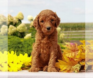 Goldendoodle-Poodle (Standard) Mix Puppy for sale in HONEY BROOK, PA, USA