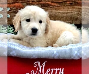 Golden Retriever Puppy for sale in DRY RUN, PA, USA