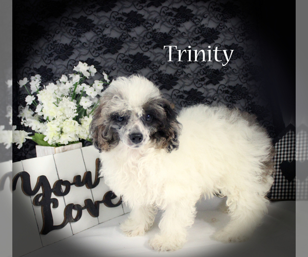 Medium Photo #16 Poodle (Miniature) Puppy For Sale in CHANUTE, KS, USA