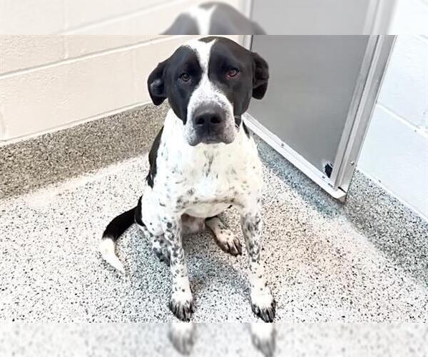 Medium Photo #1 German Shorthaired Pointer Puppy For Sale in Houston, TX, USA