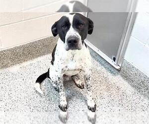 German Shorthaired Pointer Dogs for adoption in Houston, TX, USA