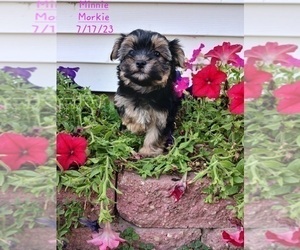 Morkie Puppy for Sale in TOPEKA, Indiana USA