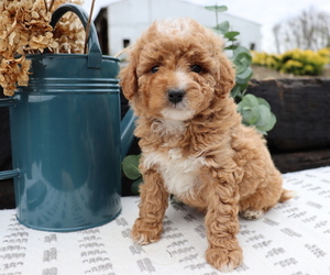 Goldendoodle (Miniature) Puppy for sale in HONEY BROOK, PA, USA