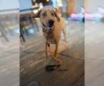 Small #1 Mountain Cur Mix
