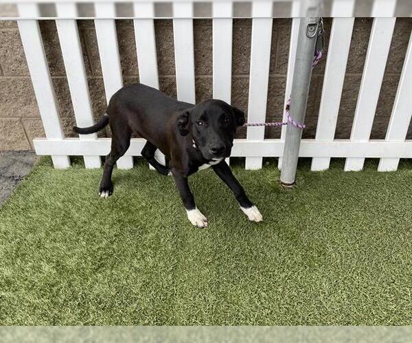 Medium Photo #1 Border Collie-Unknown Mix Puppy For Sale in Modesto, CA, USA