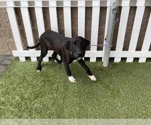 Border Collie-Unknown Mix Dogs for adoption in Modesto, CA, USA